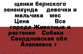 щенки бернского зененхунда. 2 девочки и 2 мальчика(2 мес.) › Цена ­ 22 000 - Все города Животные и растения » Собаки   . Свердловская обл.,Алапаевск г.